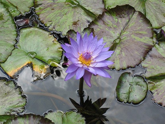Honolulu,Hawaii